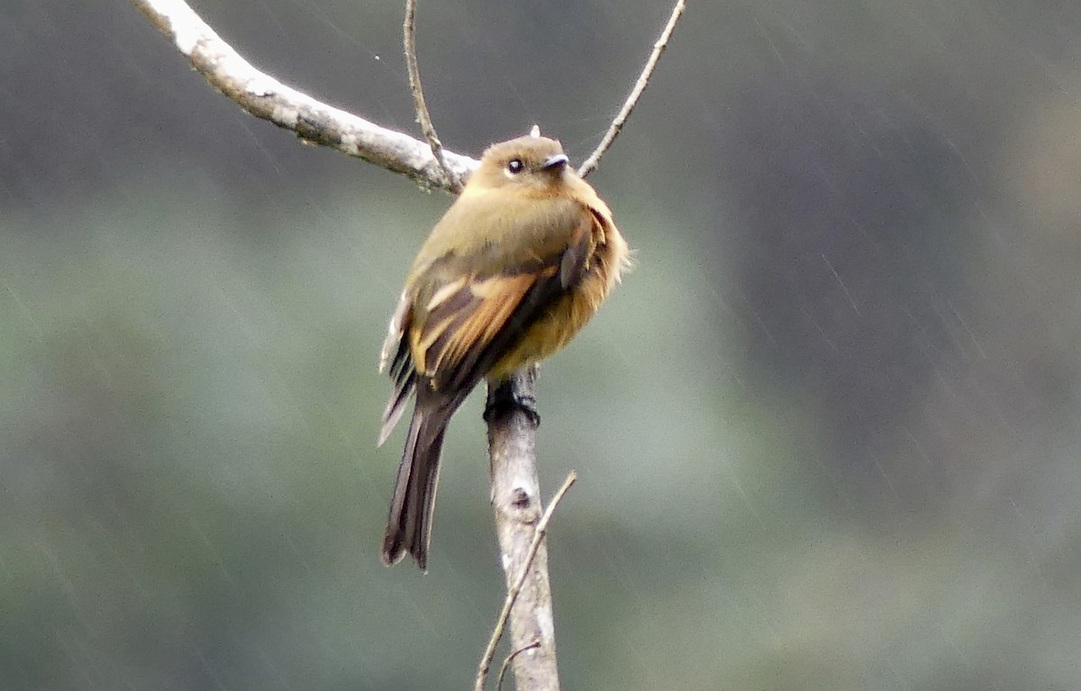 Cinnamon Flycatcher - ML122351471