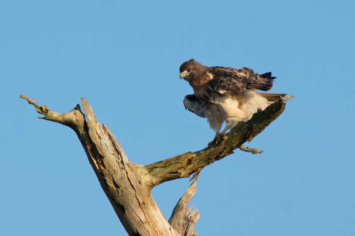 Red-tailed Hawk - ML122351641