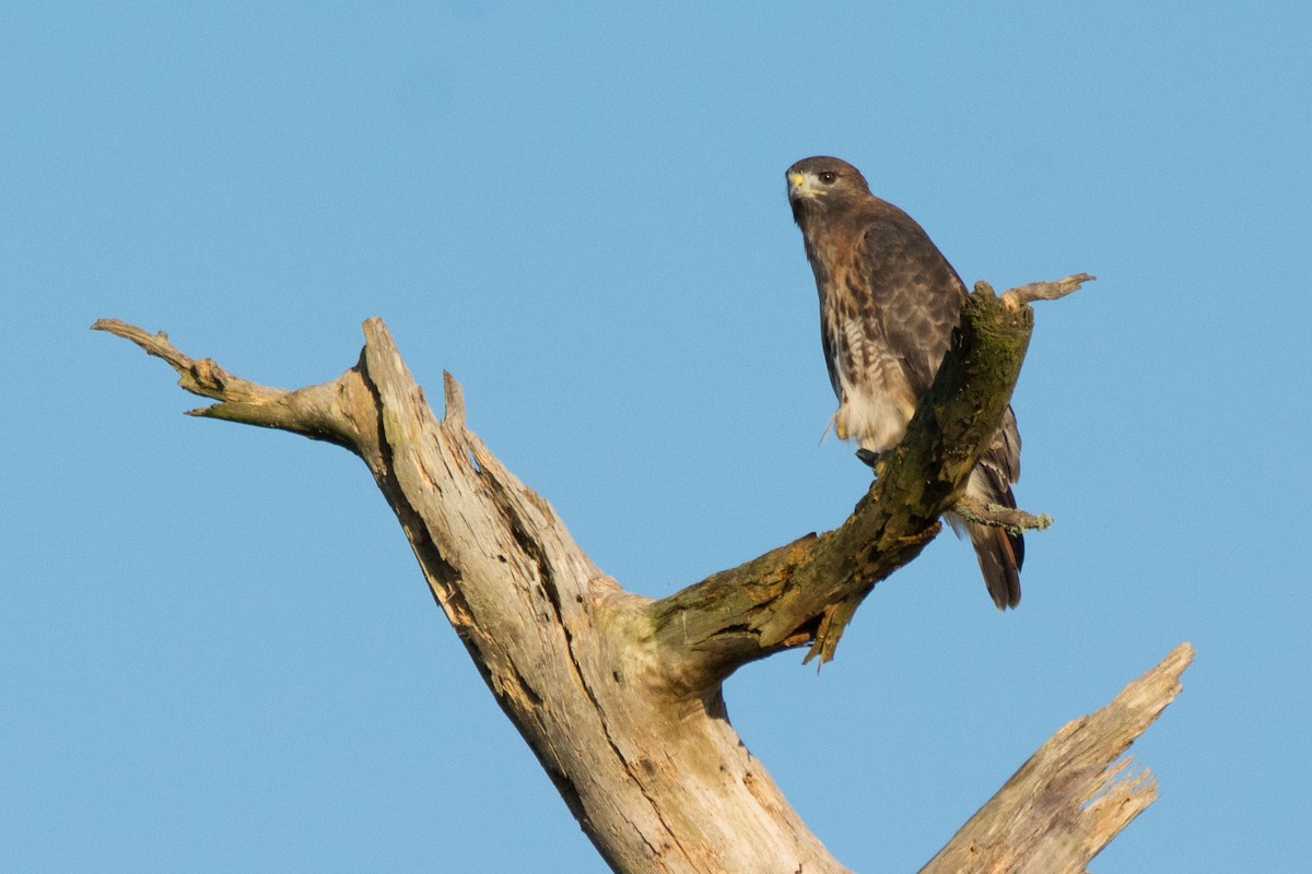 Red-tailed Hawk - ML122351691