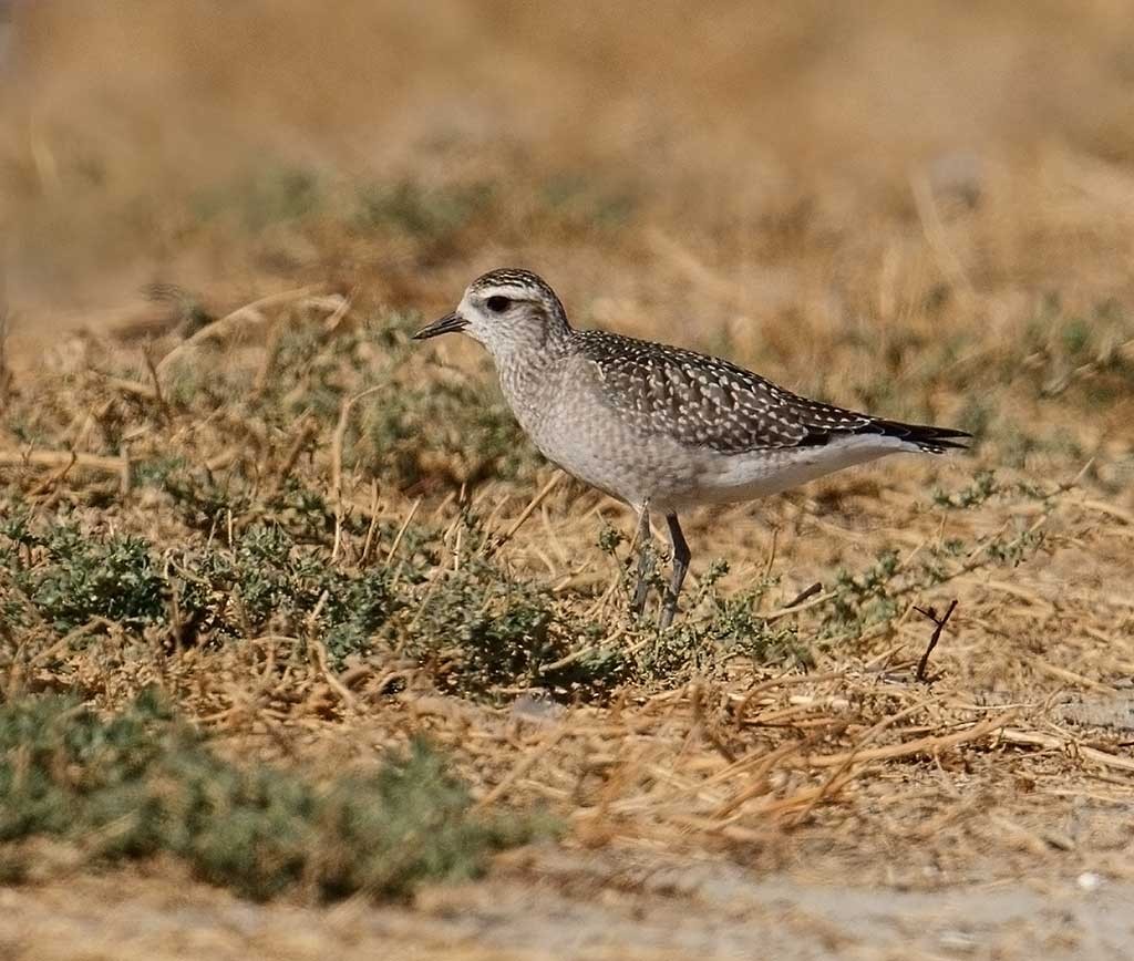 American Golden-Plover - ML122352351