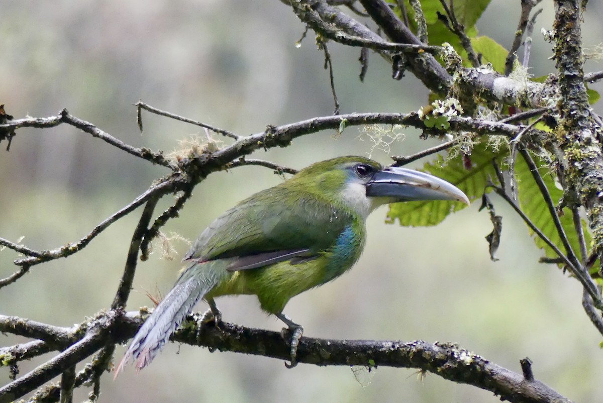 Blue-banded Toucanet - Laura Blutstein