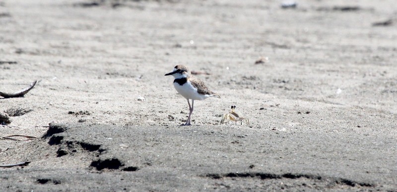 Collared Plover - ML122355111