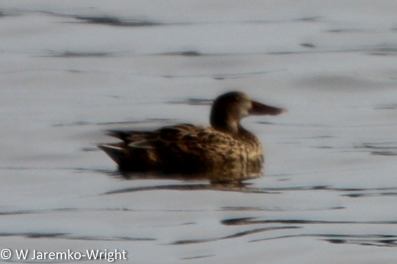 Northern Shoveler - ML122357341