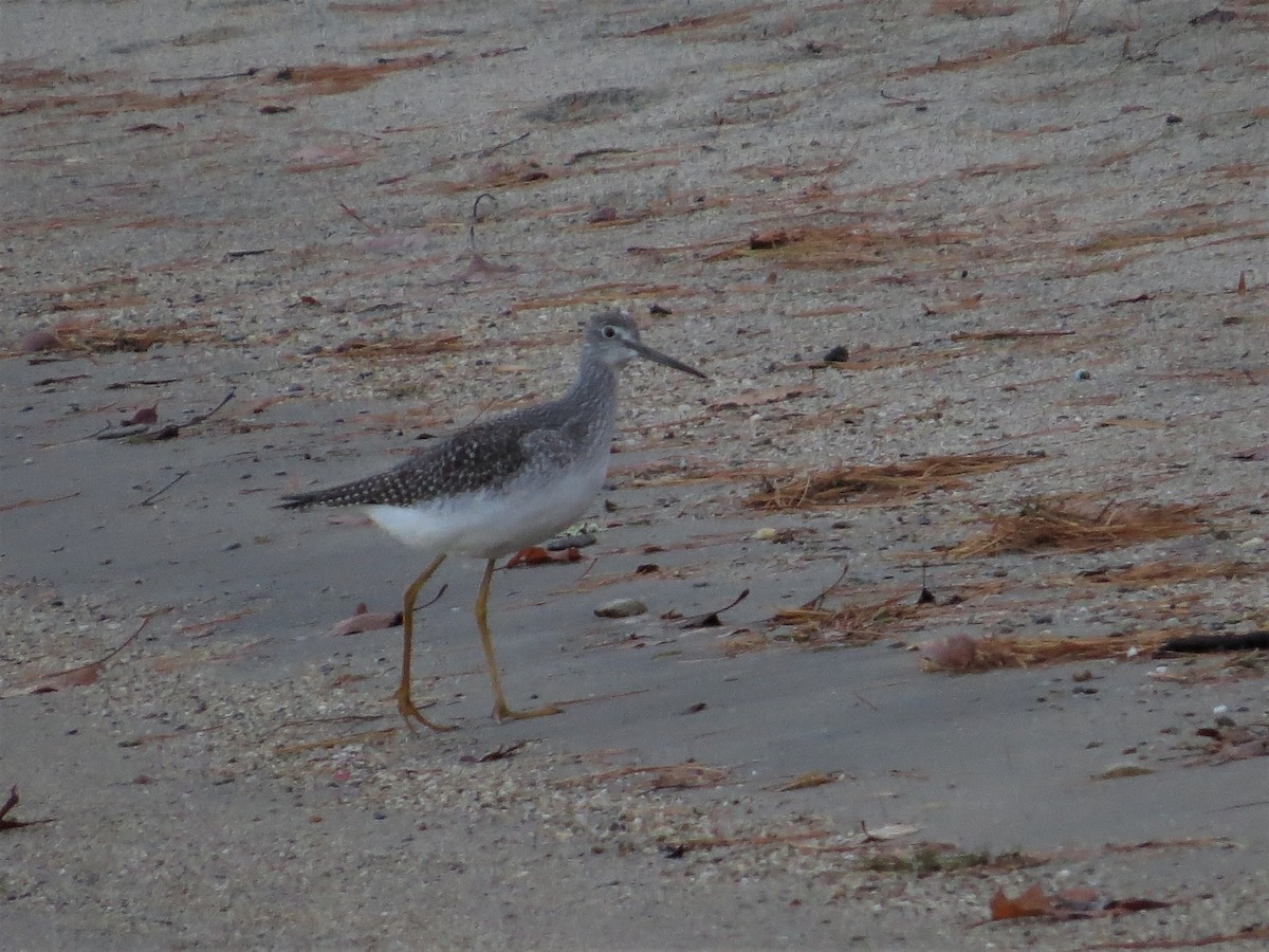 Greater Yellowlegs - ML122359521