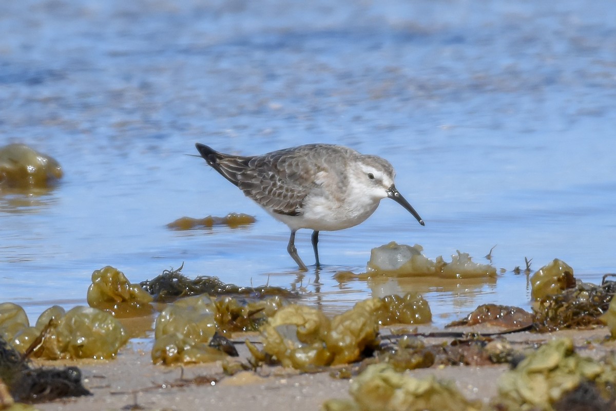 Curlew Sandpiper - ML122359591