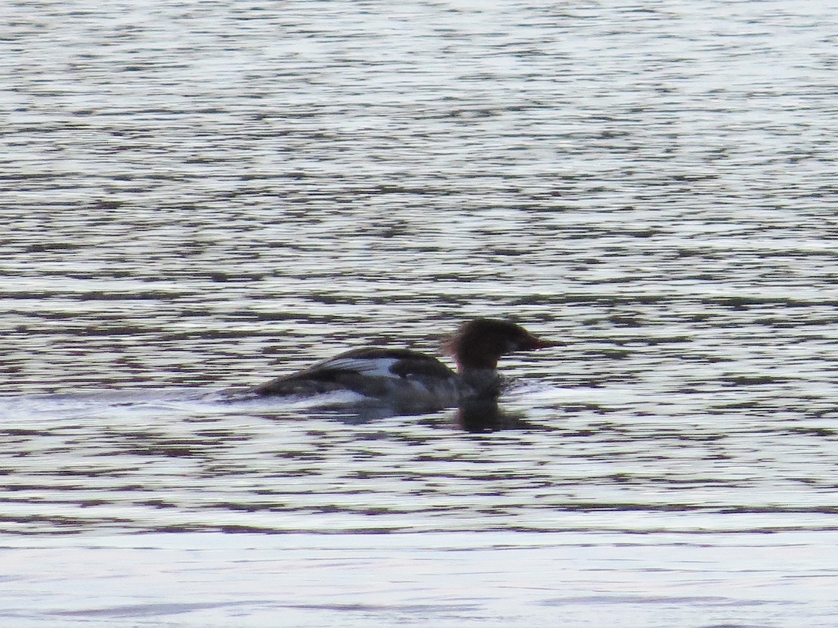 Common Merganser (North American) - ML122359781