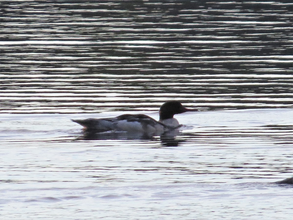 Common Merganser (North American) - ML122359821