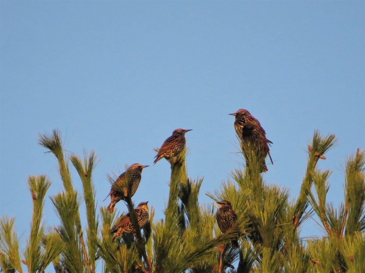 European Starling - ML122360131