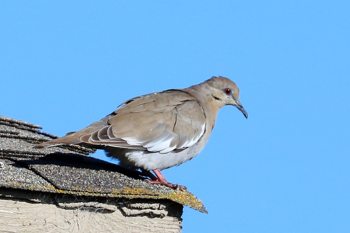 White-winged Dove - ML122361151