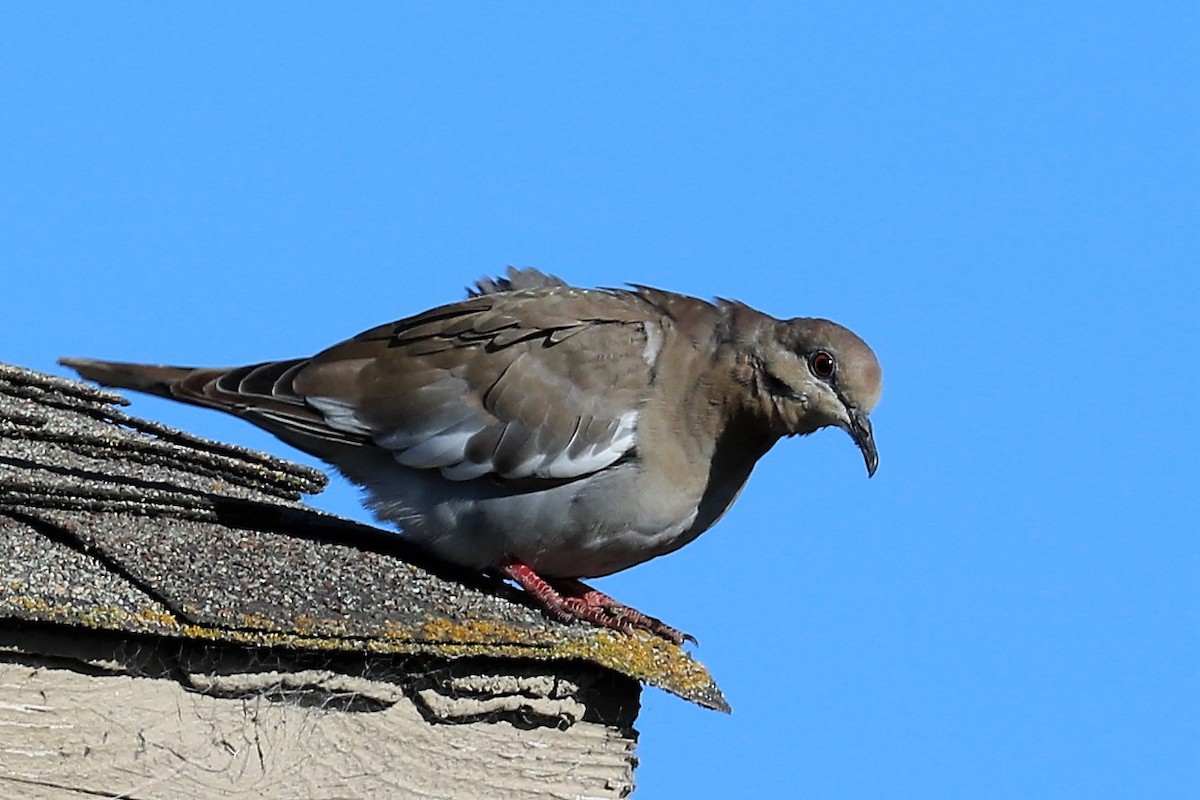 White-winged Dove - ML122361181