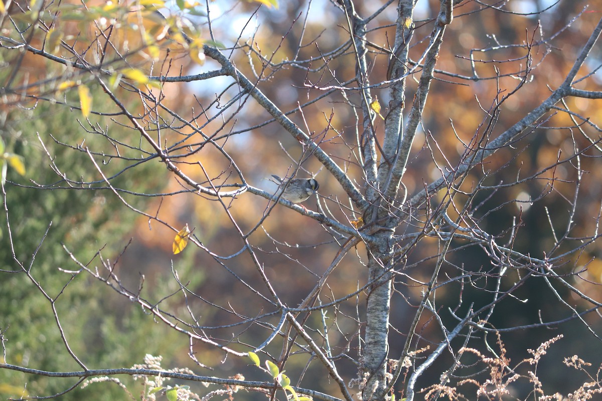 White-throated Sparrow - ML122365661