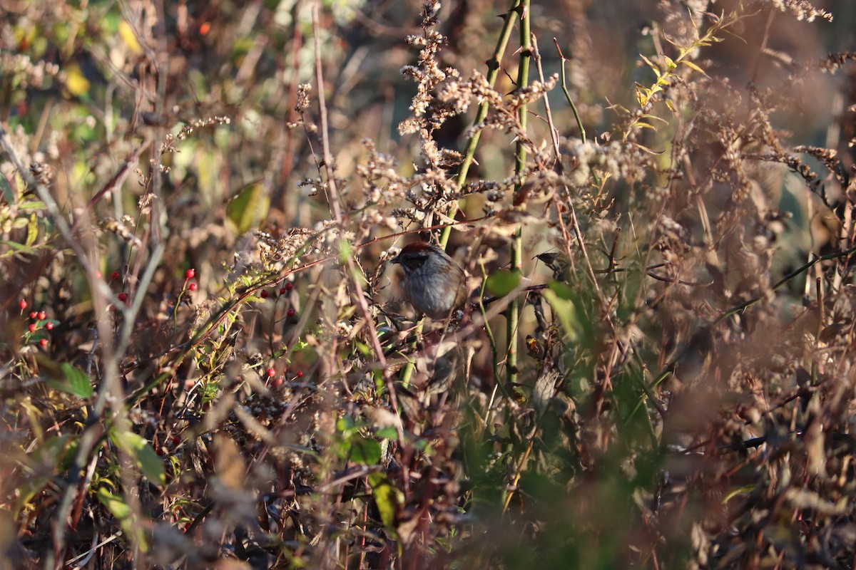 Swamp Sparrow - ML122365701