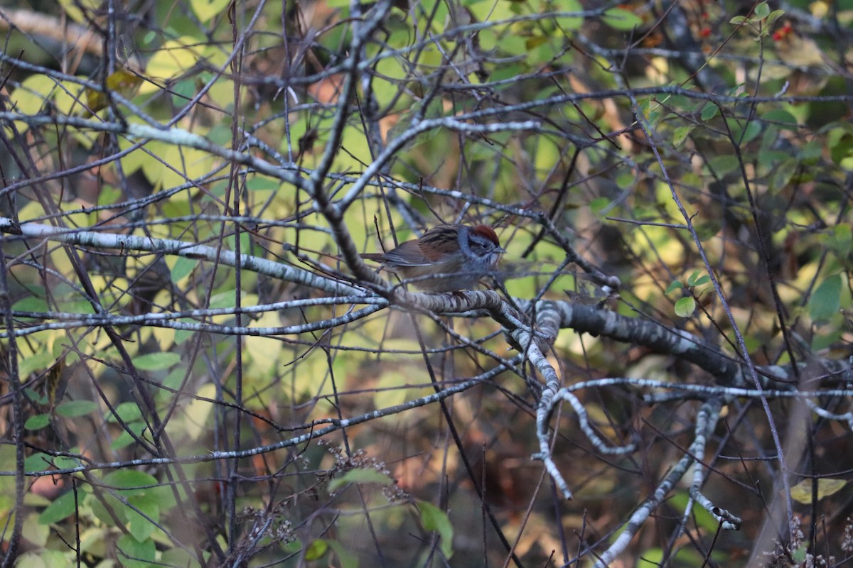 Swamp Sparrow - ML122365721