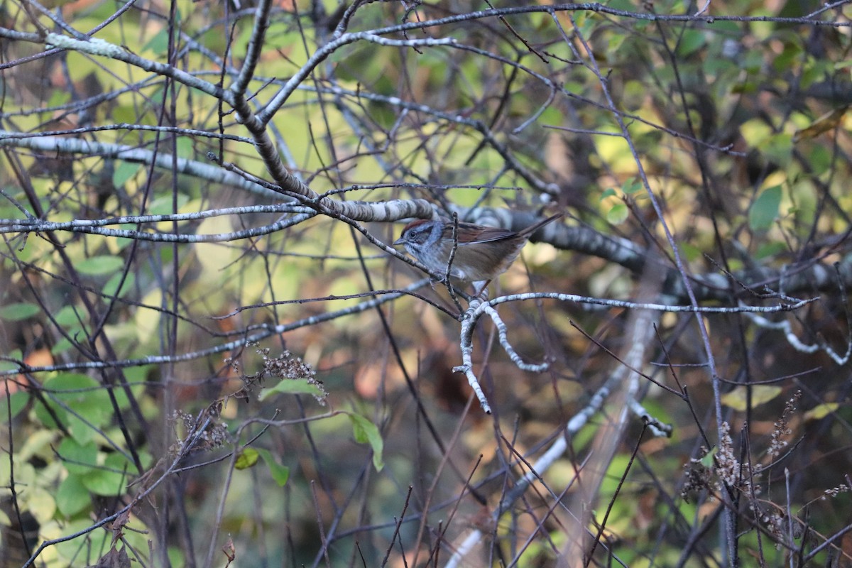 Swamp Sparrow - ML122365731