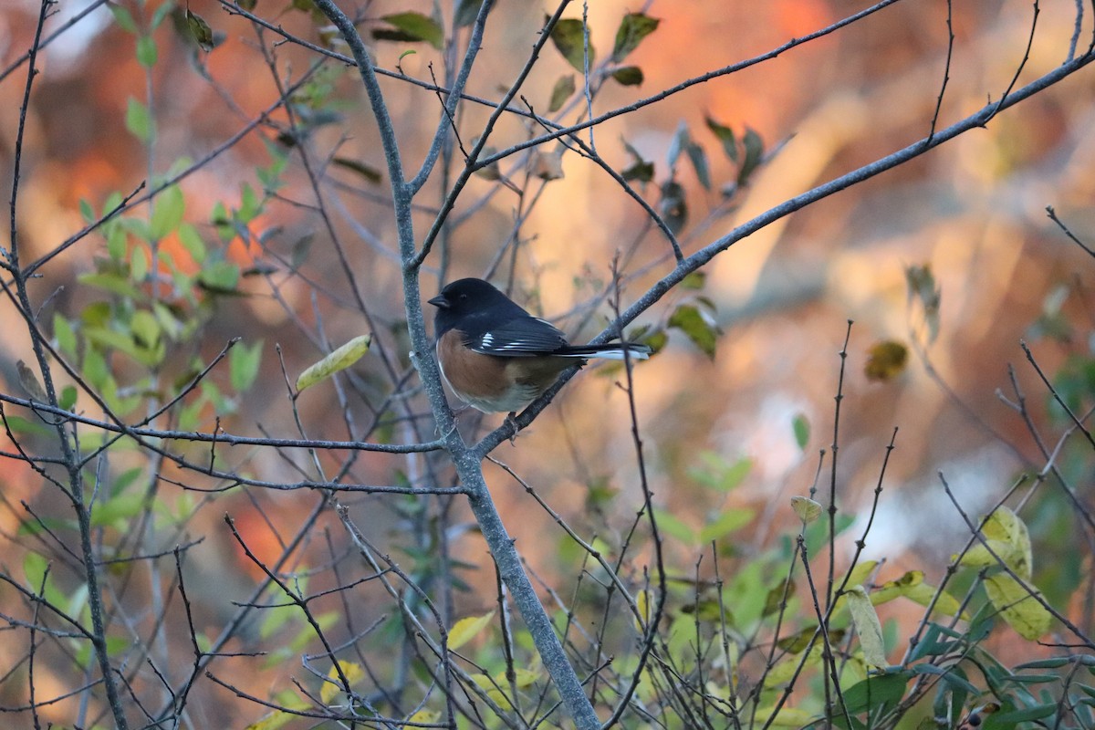 Eastern Towhee - Maggie Schedl