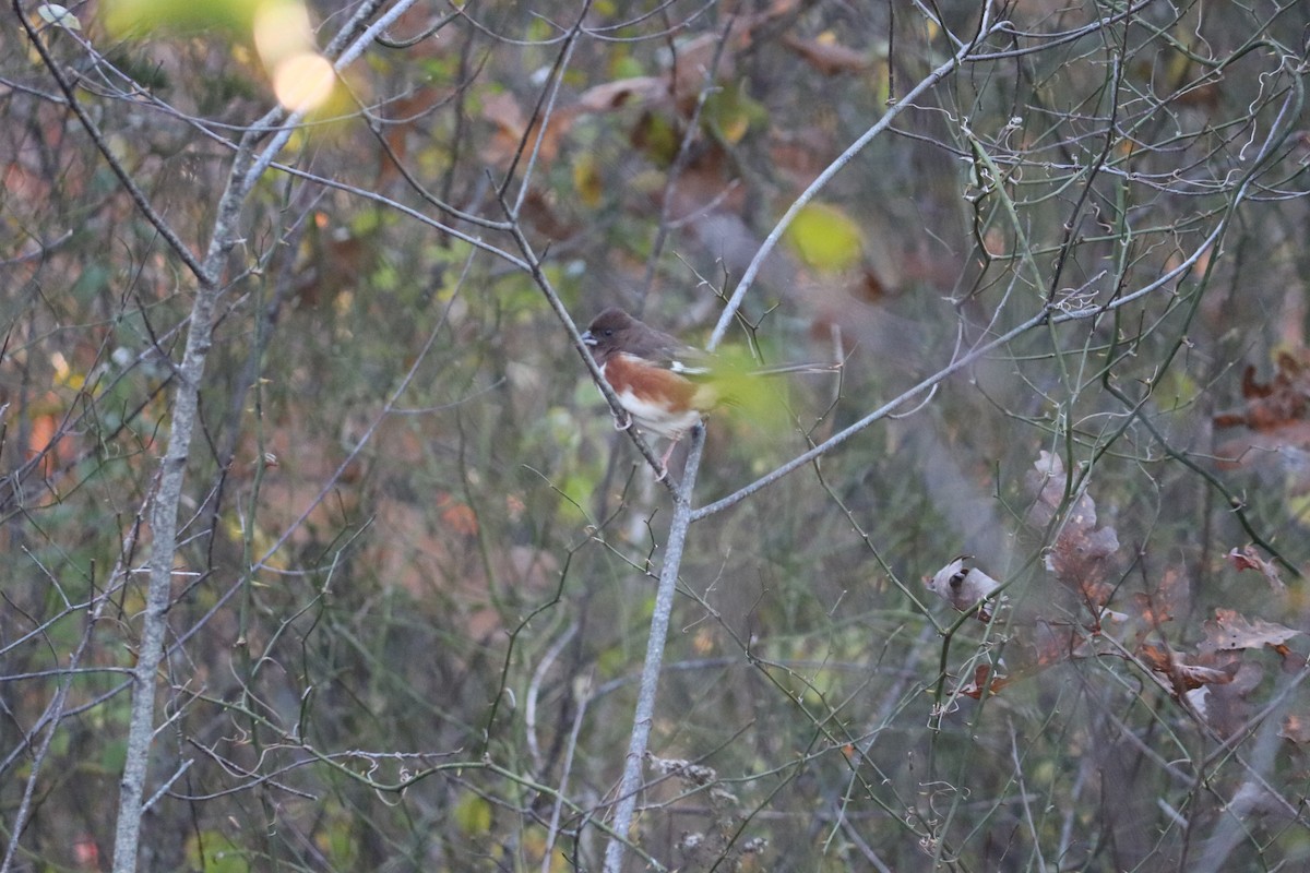 Eastern Towhee - ML122365811