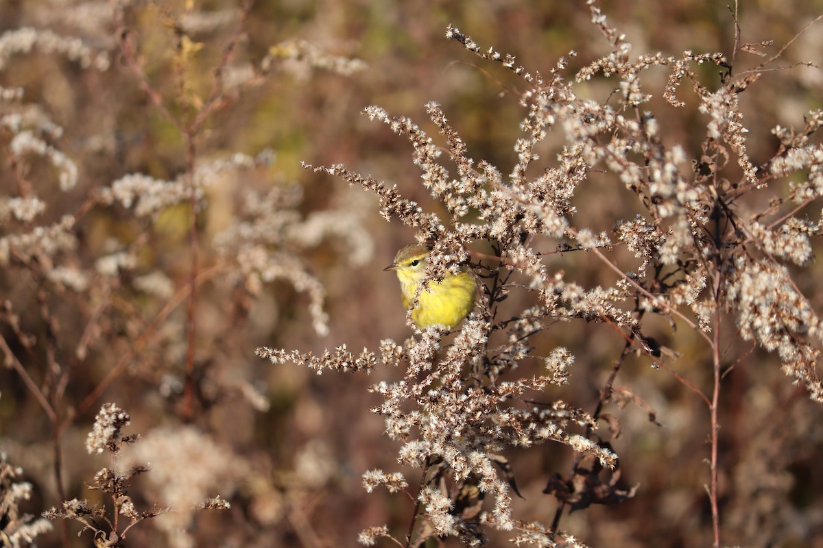 Palm Warbler - Maggie Schedl