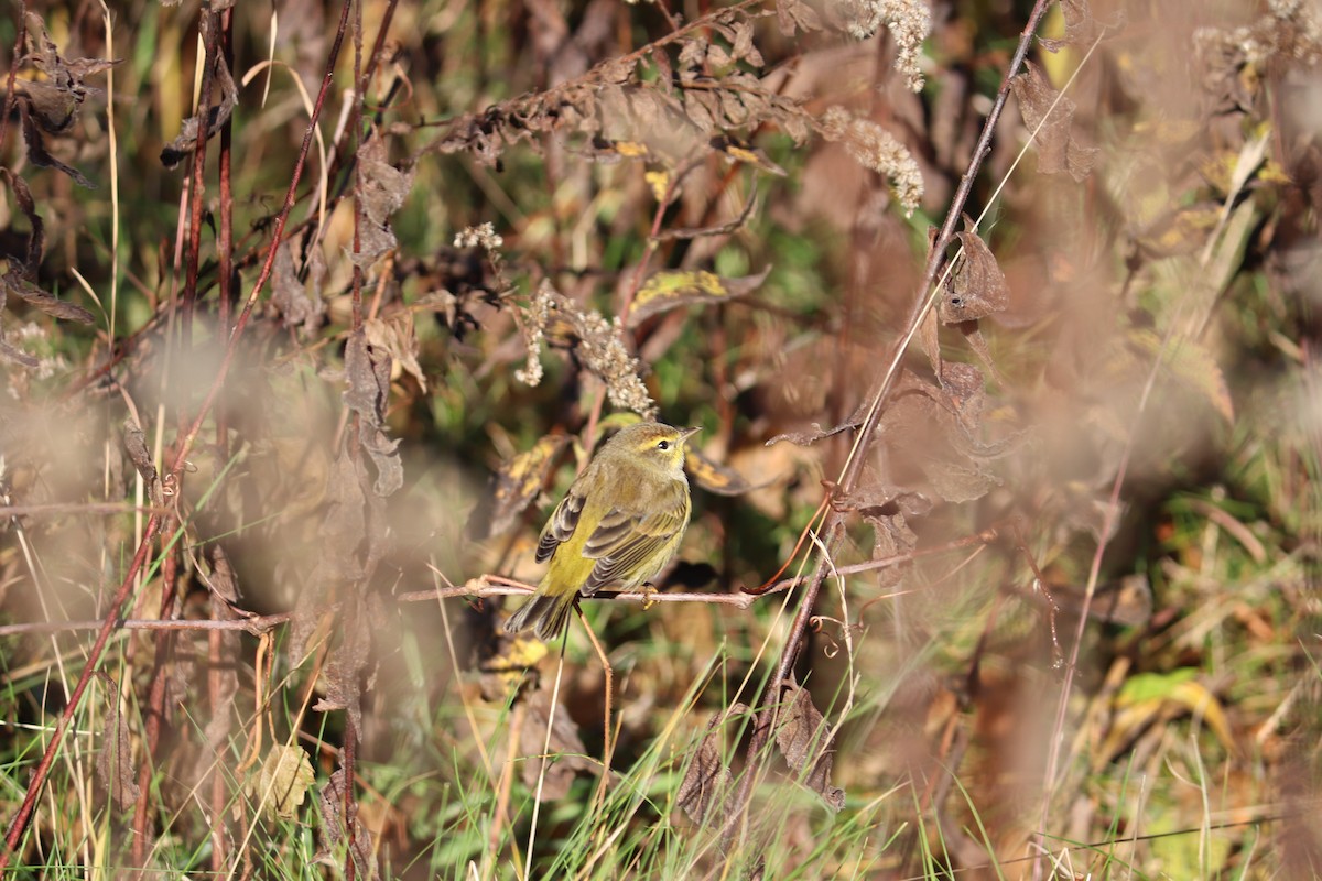 Palm Warbler - Maggie Schedl