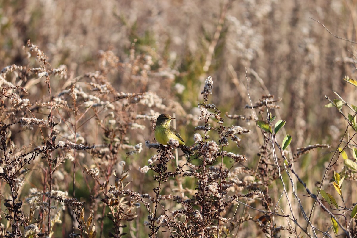 Palm Warbler - ML122366371