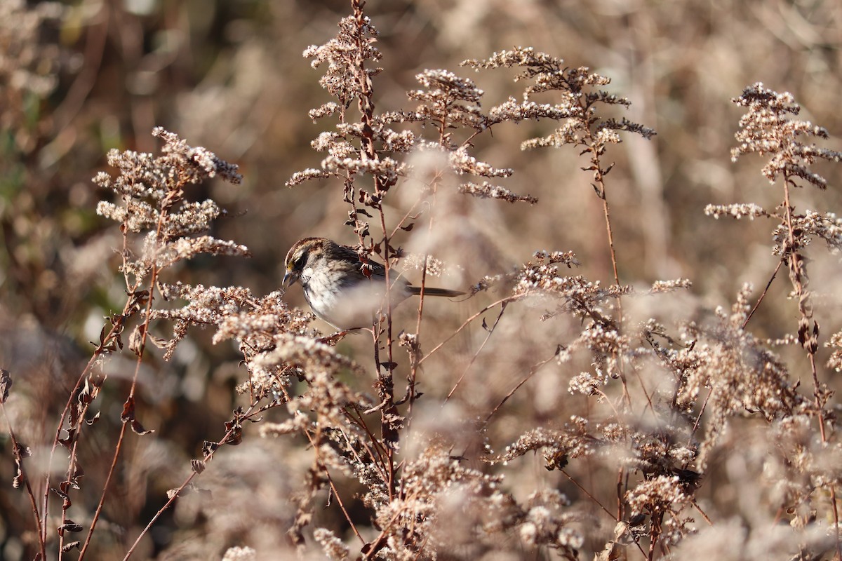 White-throated Sparrow - ML122366541