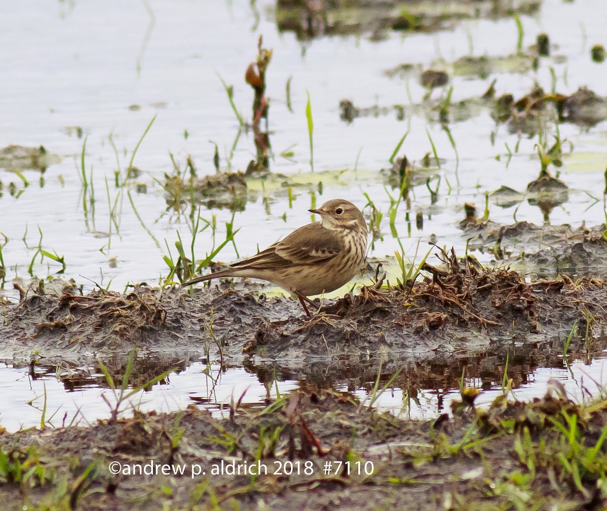 Pipit d'Amérique - ML122366741