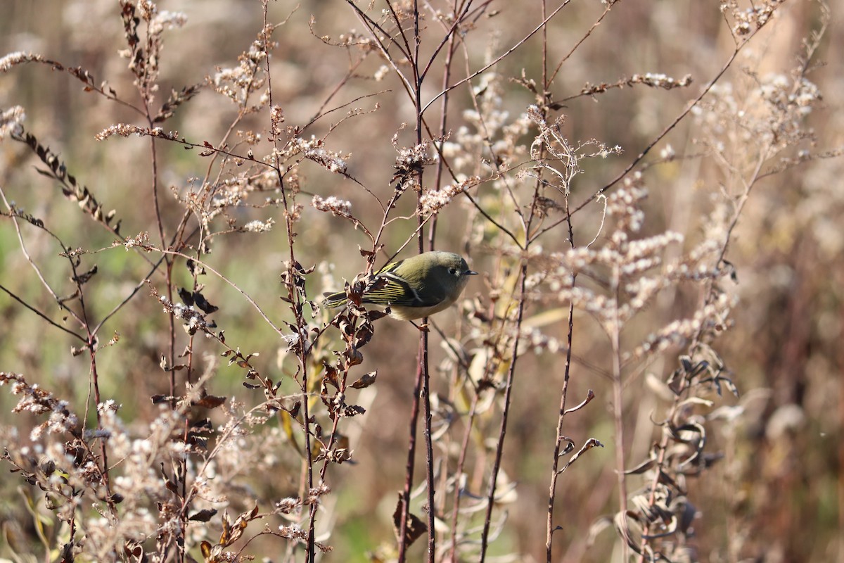 Ruby-crowned Kinglet - Maggie Schedl