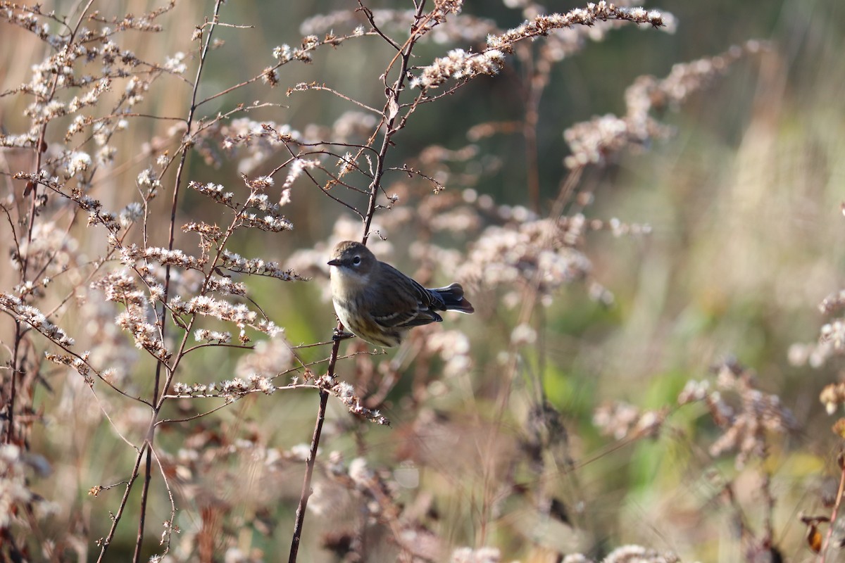 Yellow-rumped Warbler - Maggie Schedl