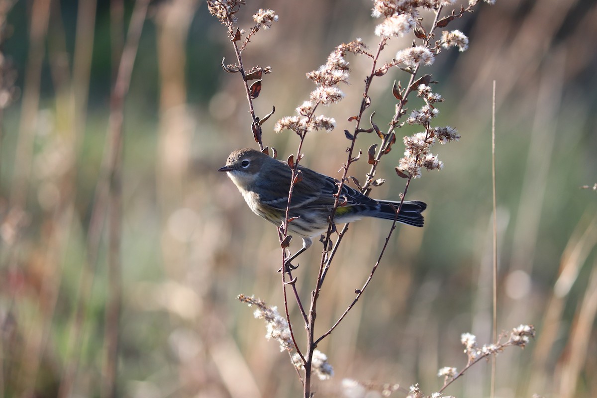 Yellow-rumped Warbler - Maggie Schedl