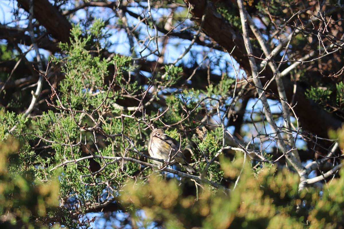 Yellow-rumped Warbler - ML122366831