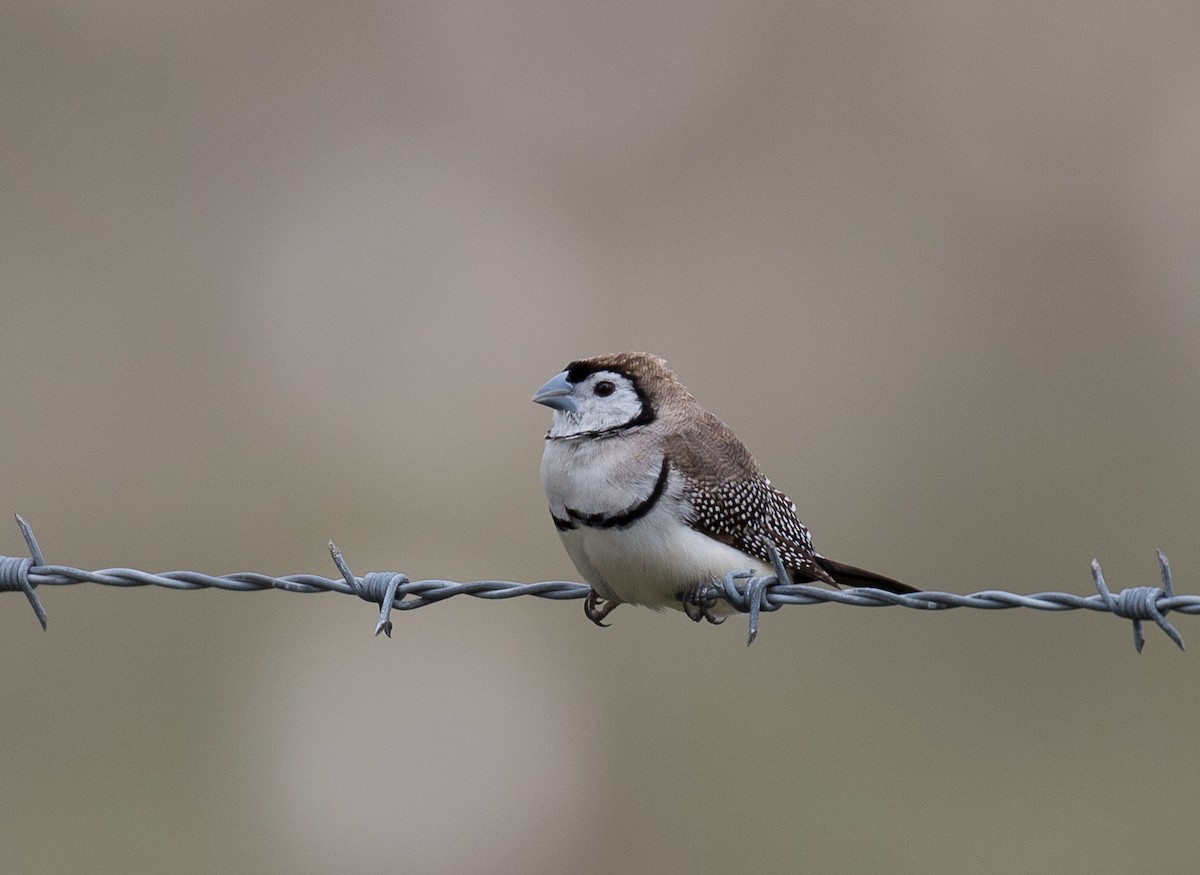 Double-barred Finch - ML122367531