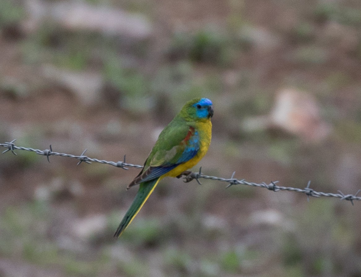 Turquoise Parrot - ML122369661
