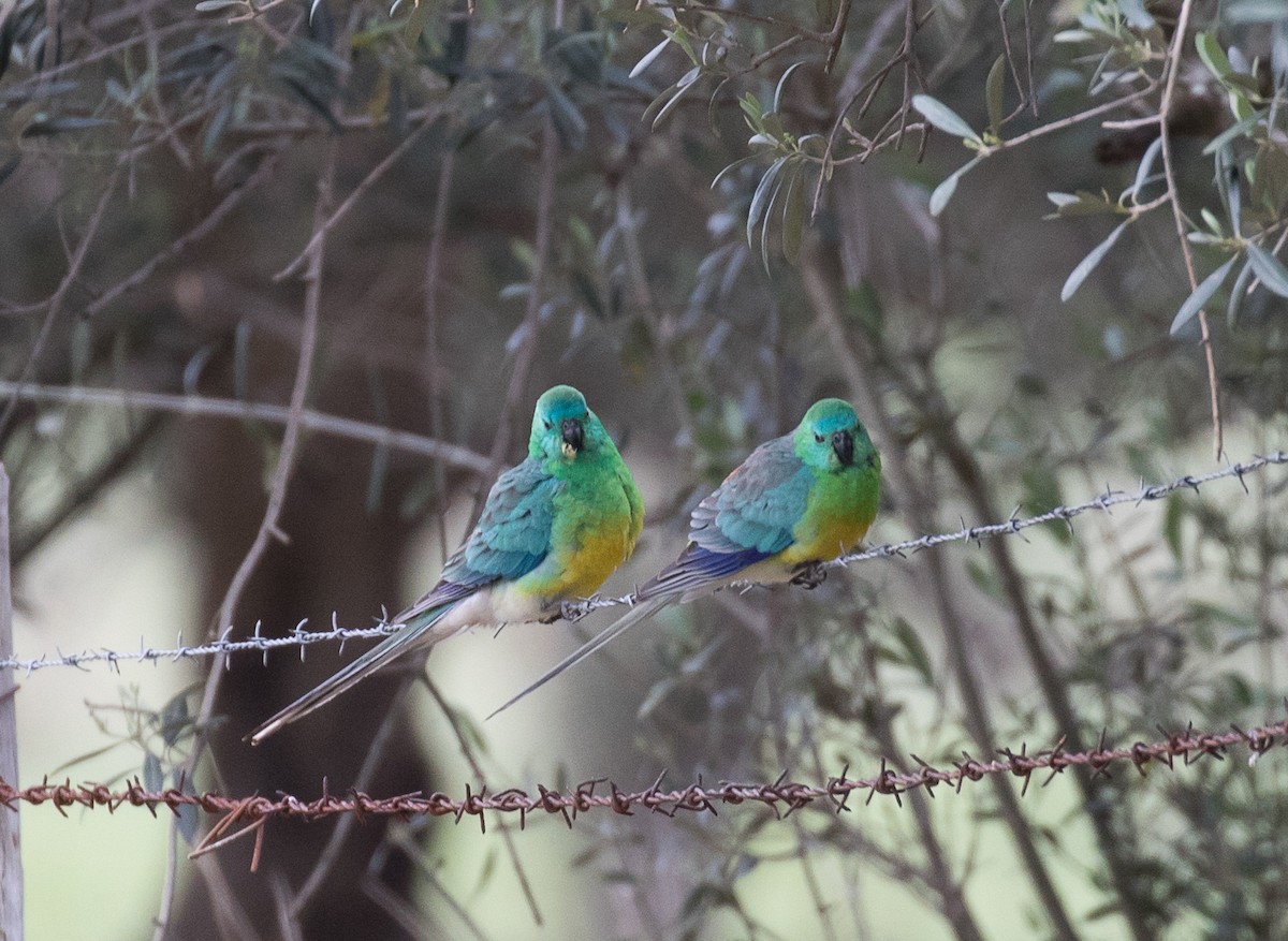 Red-rumped Parrot - ML122369701