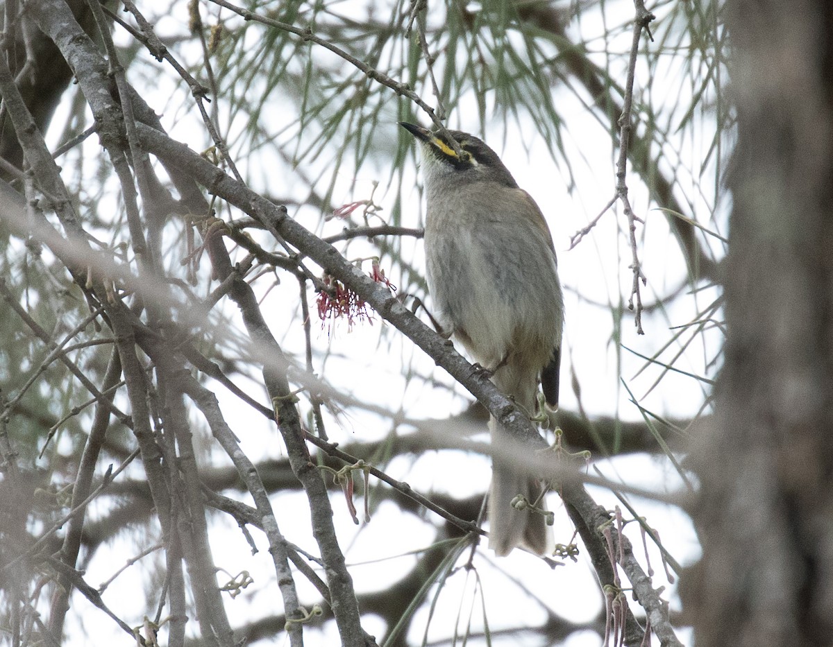 Yellow-faced Honeyeater - ML122369831