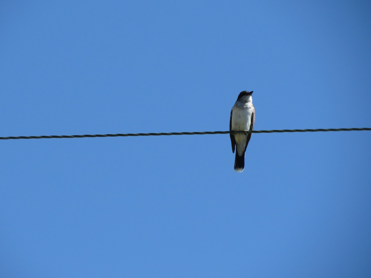 Eastern Kingbird - Edward Hicks