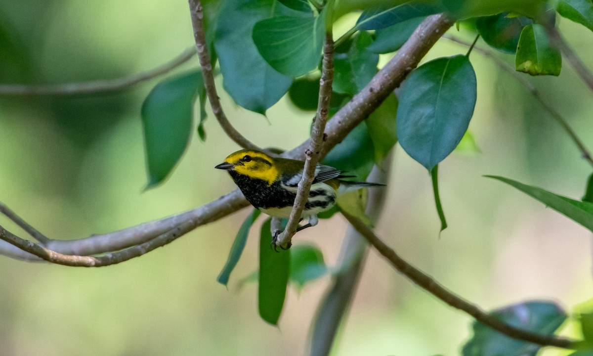 Grünmantel-Waldsänger - ML122371031