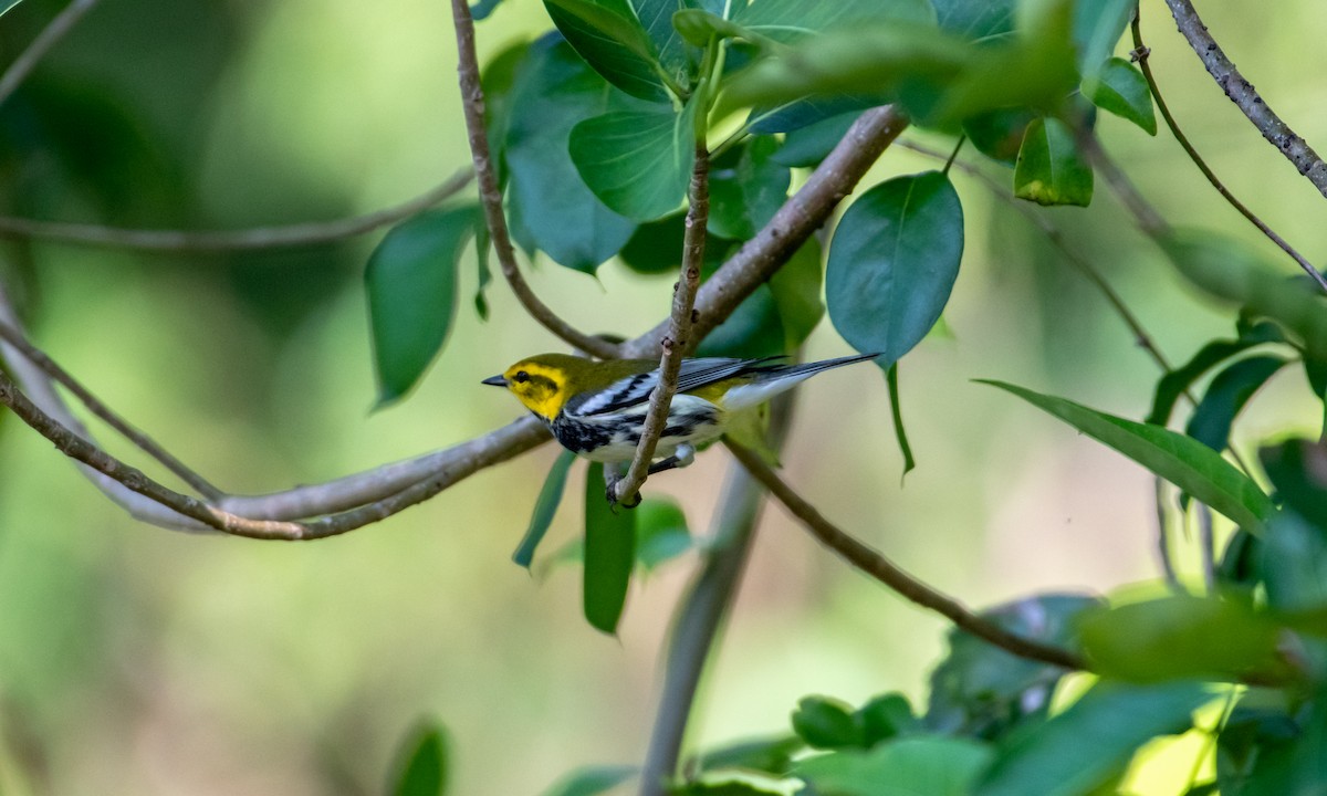Grünmantel-Waldsänger - ML122371071