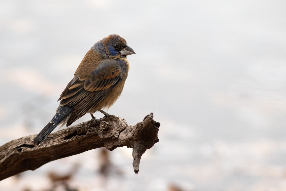 Blue Grosbeak - ML122371991