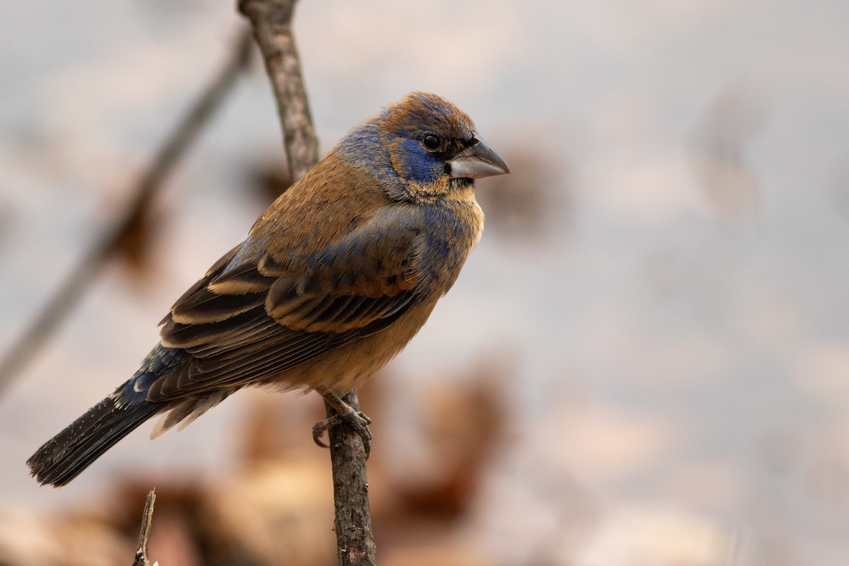 Blue Grosbeak - ML122372021