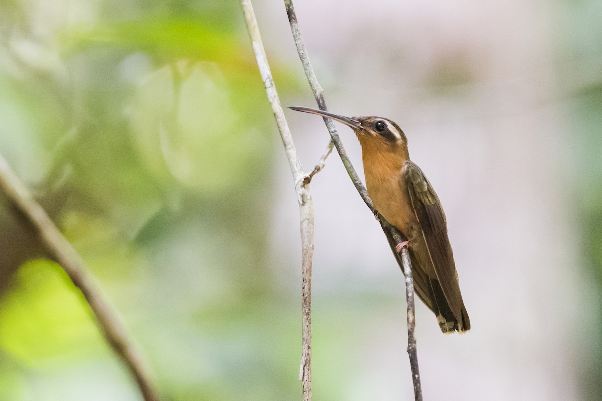 Hook-billed Hermit - ML122372881