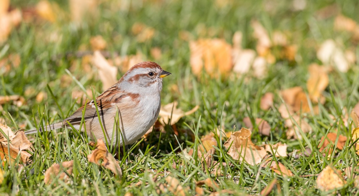 American Tree Sparrow - ML122373161