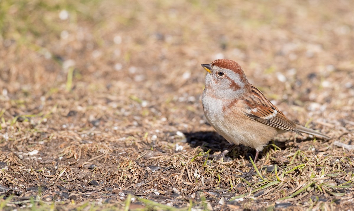 American Tree Sparrow - ML122373221