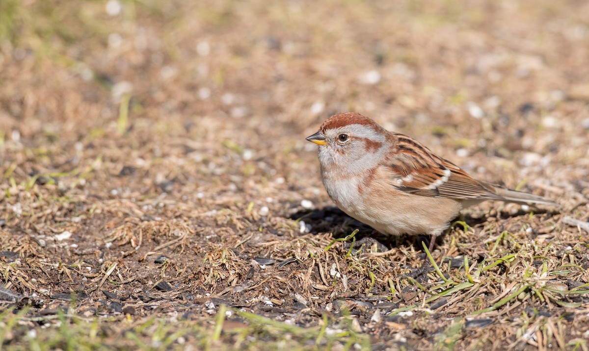 American Tree Sparrow - ML122373261