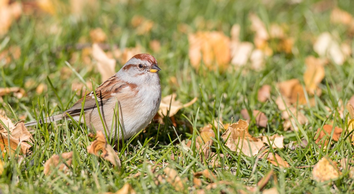 American Tree Sparrow - ML122373291