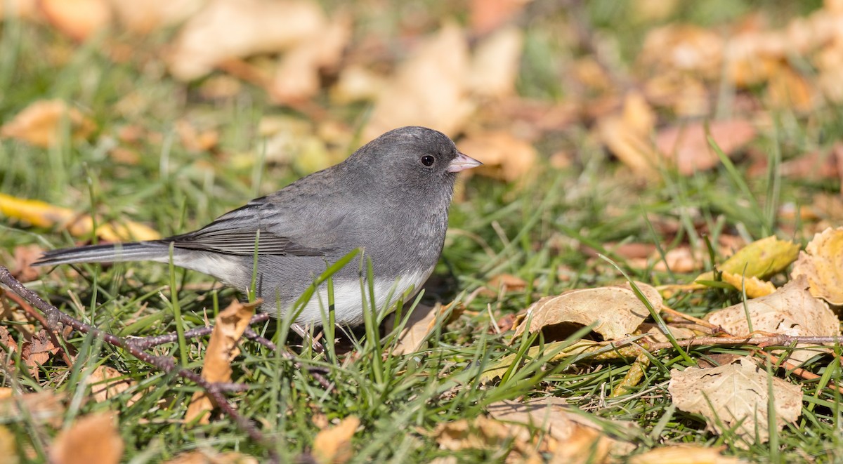 Dark-eyed Junco (Slate-colored) - ML122373401