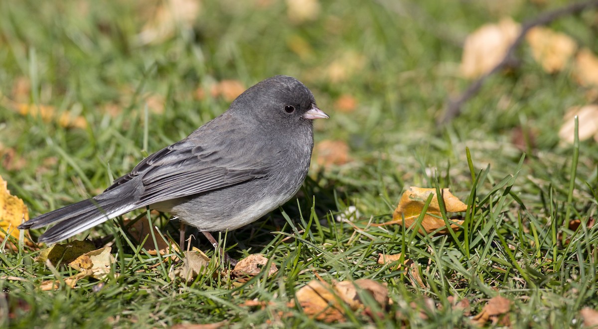 Junco ardoisé (hyemalis/carolinensis) - ML122373411