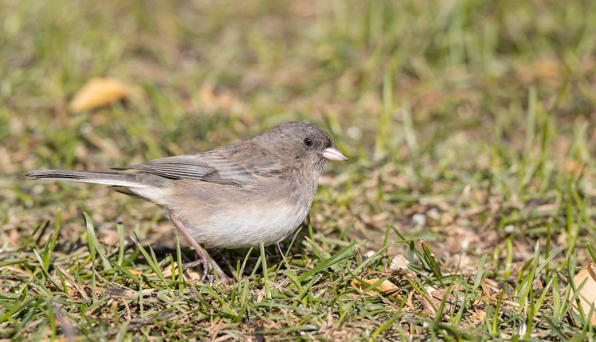 Dark-eyed Junco (Slate-colored) - ML122373501