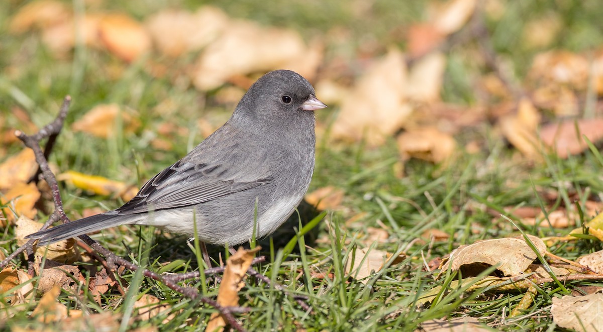 Junco ardoisé (hyemalis/carolinensis) - ML122373541