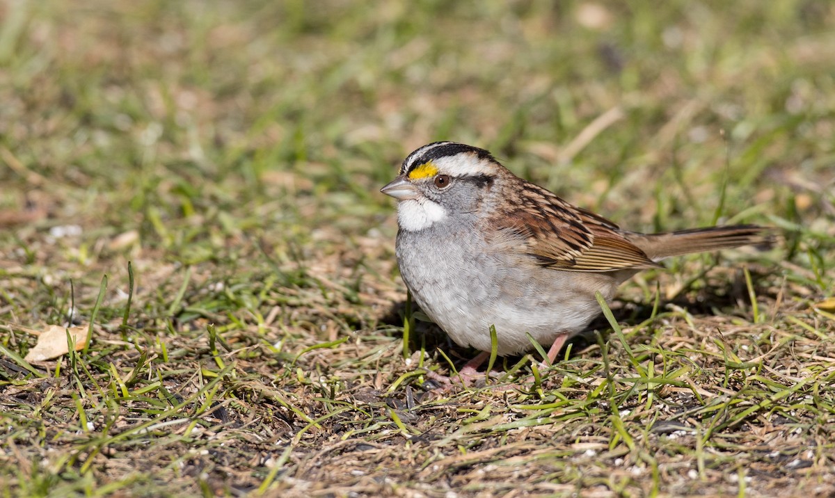 White-throated Sparrow - Ian Davies