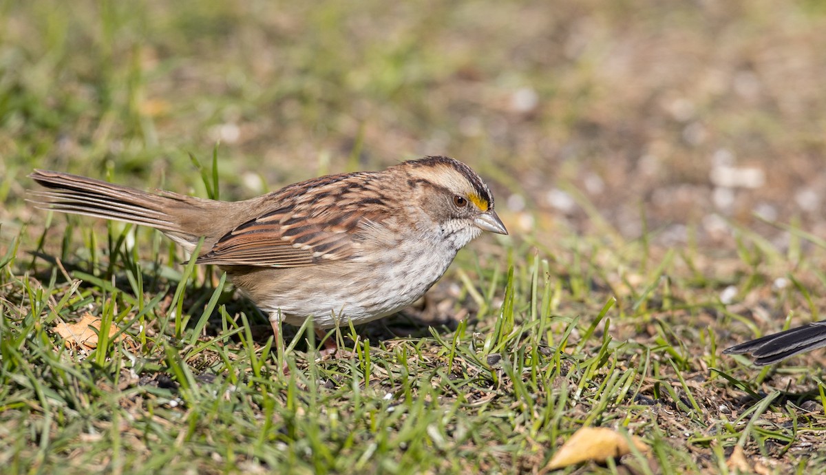 White-throated Sparrow - Ian Davies