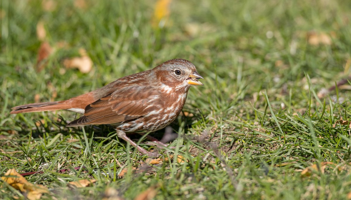 Fox Sparrow (Red) - Ian Davies